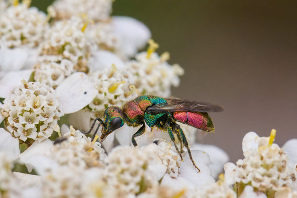 Hedychrum rutilans