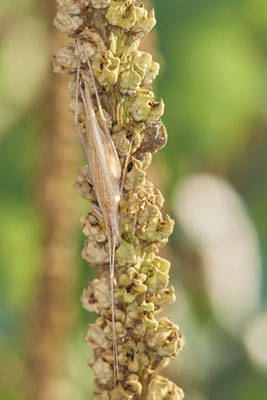 Nr.1210 - Oecanthus pellucens / Weinhähnchen - OB LMB - 51°29`11.55" 6°53`53.48" - (23.08.2019)