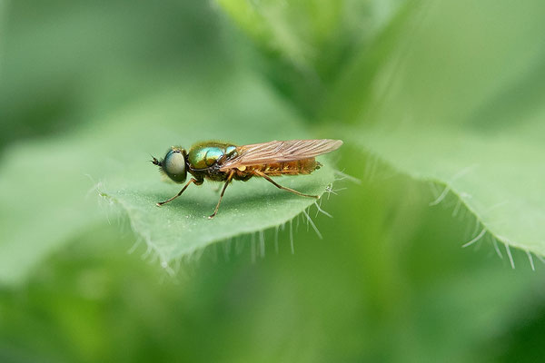 Schwebefliege