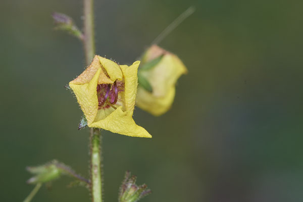 Nr.1133 - Verbascum blattaria / Schaben-Königskerze - OB Zeche Sterkrade - 51°31`11.24" 6°50`15.70" - (10.08.2019) ( In Deutschland gefährdet - 3+ gemäß der Roten Liste )