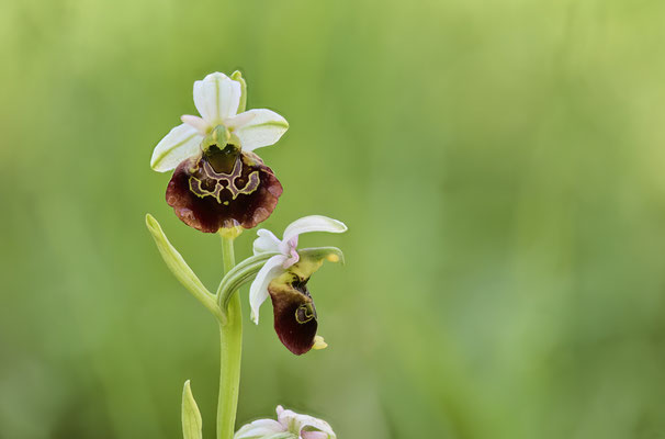Hummel-Ragwurz - Orchideen-Urlaub im Allgäu vom 26.05. bis 09.06.2024