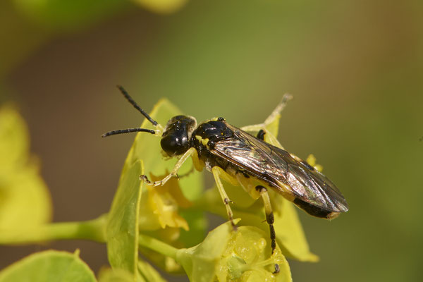 Nr.0361 - ? Macrophya montana ? /  Blattwespe - OB Neue Mitte 2 - 51°29`16.15" 6°53`51.80" - (02.05.2019)