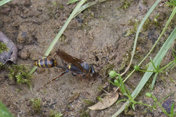 Orientalische Mauerwespe - Garten
