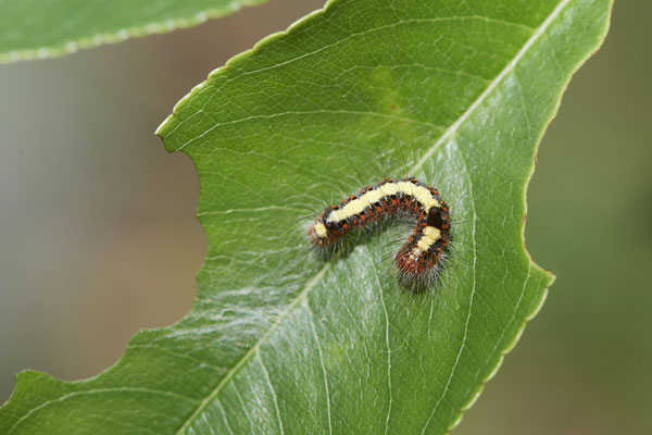 Pfeileule - Hünxe - (28.06.2022)