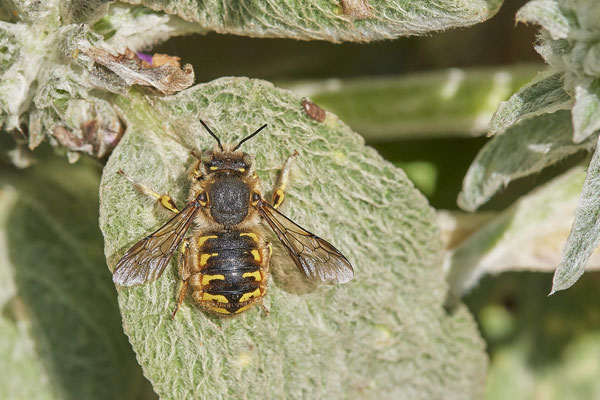 Anthidium manicatum / Garten-Wollbiene - Garten - (03.07.2021)