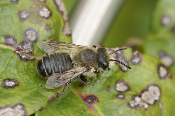 Megachile willughbiella
