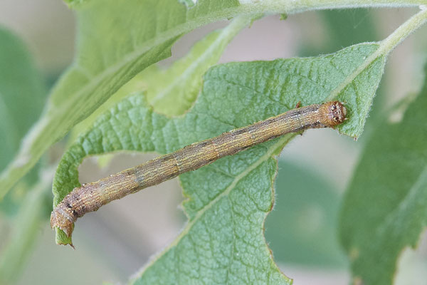 Venner Moor - 51°51`55.63" 7°32`09.32" - (26.05.2019)