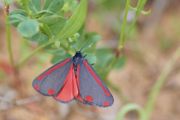 Tyria jacobaeae / Jakobskrautbär - DIN-Rotbach - 51°34`43.01" 6°48`44.20" - (27.05.2019)