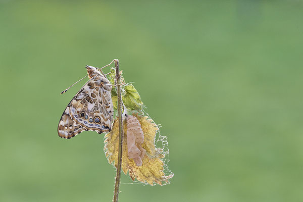 Distelfalter