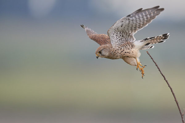 Turmfalke