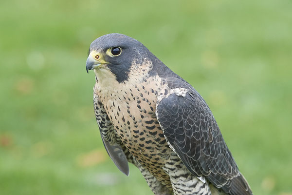 Wanderfalke - Heute beim Falkner H. Peschen aus Wesel - (15.12.2018)