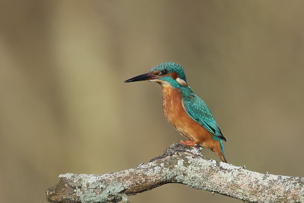 Eisvogel m - (13.02.2022)