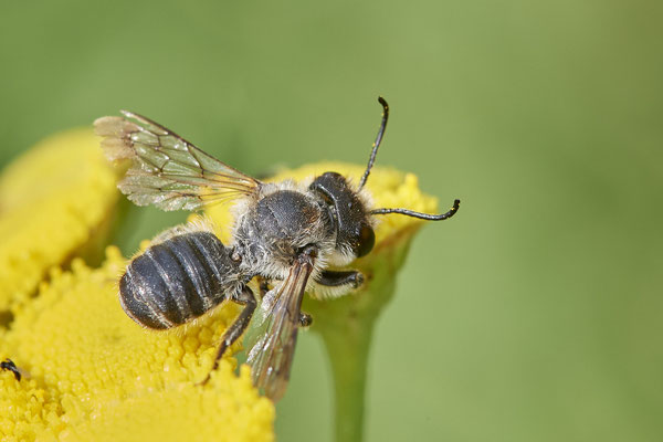 Megachile Megachile centuncularis - DIN Dickerstraße - (04.08.2021)