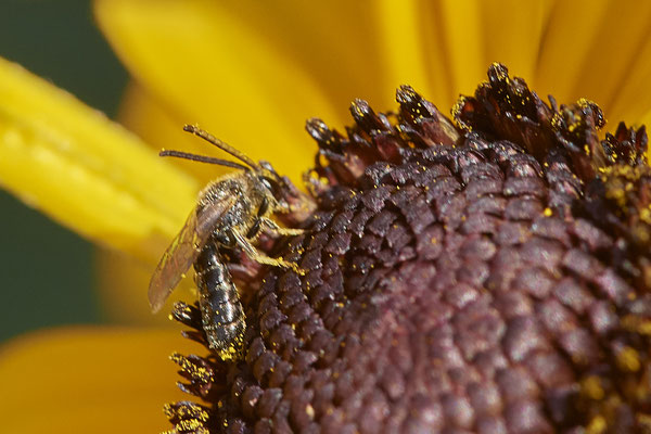 Nr.1048 - Lasioglossum albipes-m / Weißbeinige Schmalbiene - OB im Garten - 51°31`49.60" 6°50`56.50" - (29.07.2019)