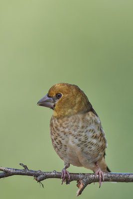 Jungvogel vom Kernbeißer - (03.06.2020)