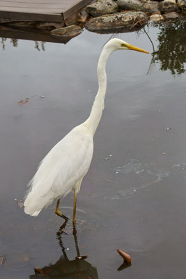 Silberreiher - Garten