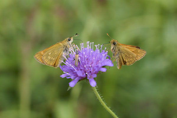 Rostfarbiger Dickkopffalter