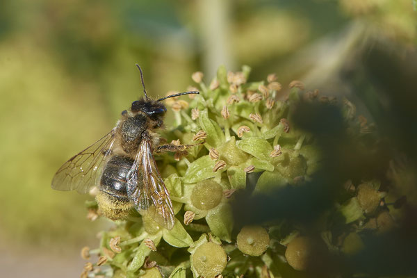 Nr.11-2/14 - Andrena scotica f - Stylopisierte (Schottische Erdbiene) - Mönchengladbach (08.10.2018)