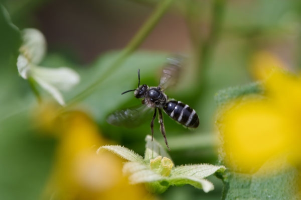 Lasioglossum sexnotatum