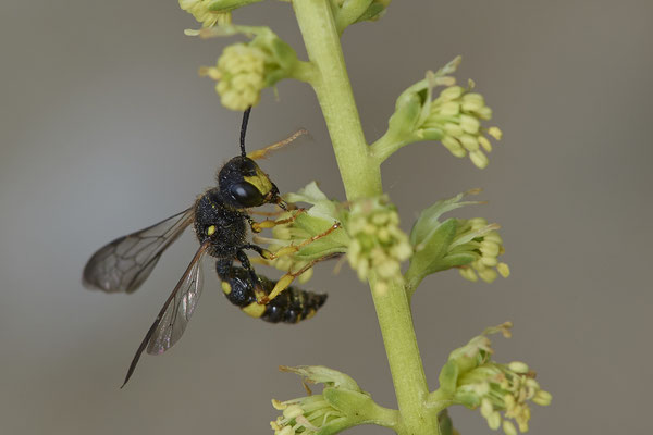 Nr.0706 - Cerceris rybyensis / Bienenjagende Knotenwespe - OB LMB - 51°29`11.55" 6°53`53.48" - (16.06.2019)
