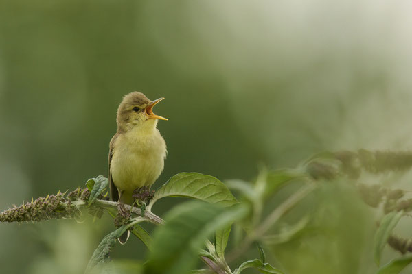 Mein erster Orpheusspötter