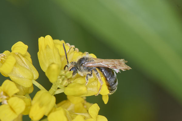Nr.0433 - Lasioglossum quadrinotatum - OB Neue Mitte 2 - 51°29`09.65" 6°53`45.26" - (07.05.2019)