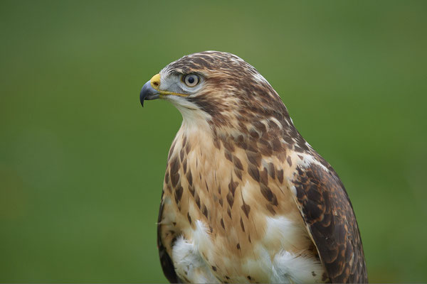 Bussard - Heute beim Falkner H. Peschen aus Wesel - (15.12.2018)