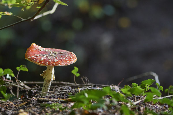 Fliegenpilze am Rotbach Kirchhellener Heide - (30.09.2019)