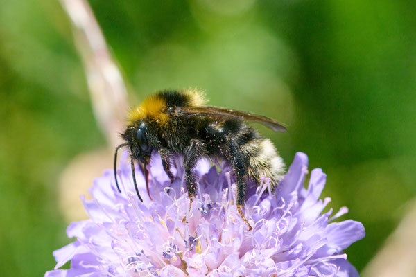 Kuckuckshummel unbestimmt