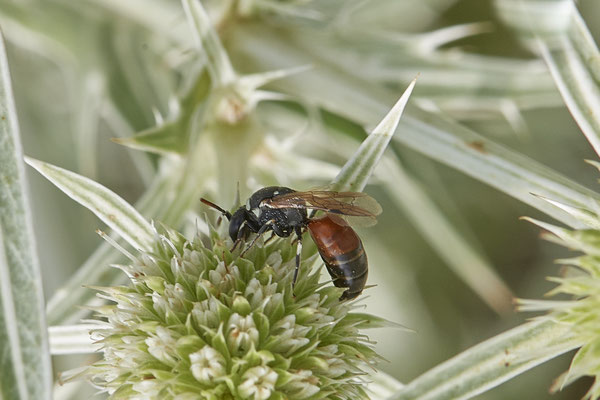 Hylaeus variegatus - Dinslaken Emschermündung - 51°33`56.26" 6°41`27.74" - (13.08.2020) - Rote Liste: Kategorie 3: Gefährdet