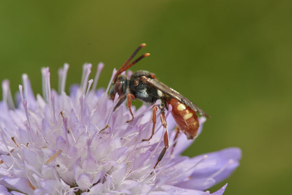 Nomada armata - Am Rheindamm hinter Bislich - (26.06.2021)