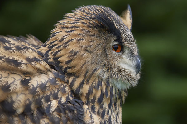 Uhu - Heute beim Falkner H. Peschen aus Wesel - (15.12.2018)