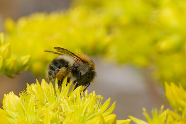 Ackerhummel