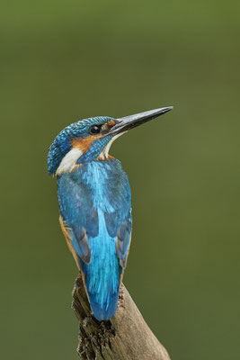 Eisvogel mal ohne Fisch - (09.08.2020)