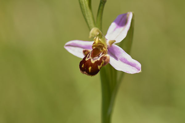 Orchideen in der Eifel - Bienenragwurz - (01.06.2019)