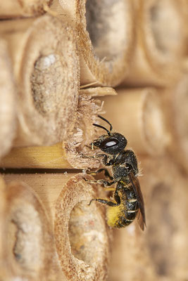OB - Am Wildbienenhotel im Garten - 51°31`49.60" 6°50`56.50" - (22.07.2020)