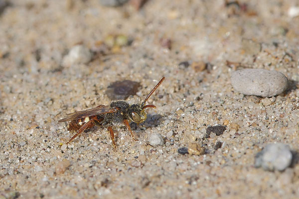 Nr.13/02 - Nomada alboguttata (Weißfleckige Wespenbiene)   - OB Läppkes Mühlenbach (11.10.2018)