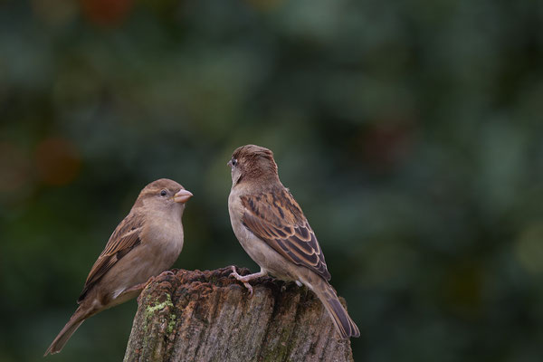 Haussperlinge im Garten - (18.10.2019)