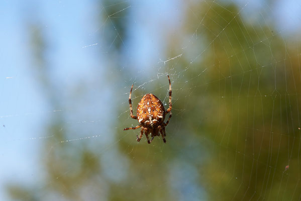 Kreuzspinne