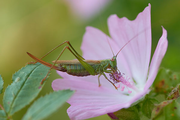 Langflüglige-Schwertschrecke