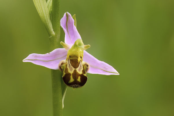 Bienen-Ragwurz