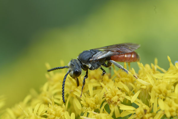 Sphecodes albilabris / Riesen-Blutbiene - Haltern, Weg an Kiesgrube, Waldrand - 51°42`21.66" 7°15`40.35" - (27.08.2020)