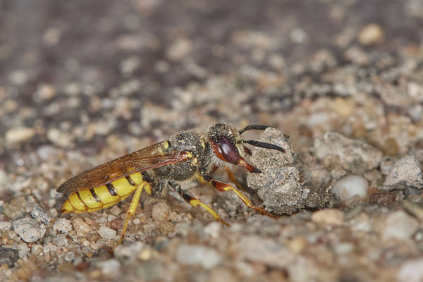 Nr.0959 - Bienenwolf trägt dicke Steine aus der Brutröhre - OB im Garten - 51°31`49.60" 6°50`56.50" - (03.07.2019)