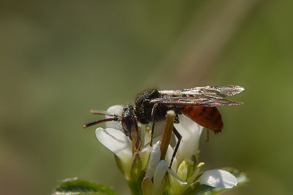 Nr.0021 - Nomada fabriciana w - OB - Halde Prosper Haniel - 51°32`42.98" 6°52`33.57" - (21.03.2019)