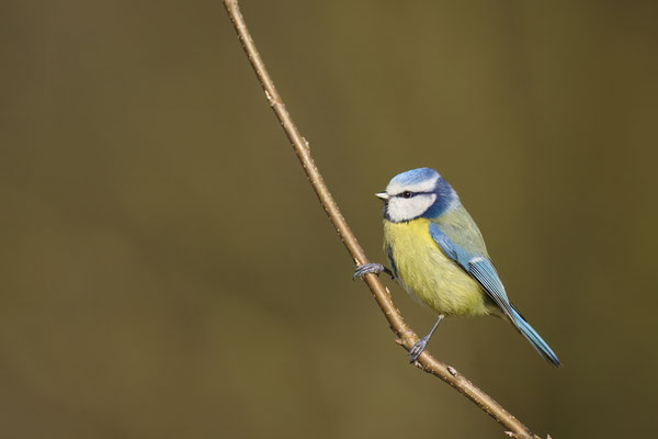 Blaumeise