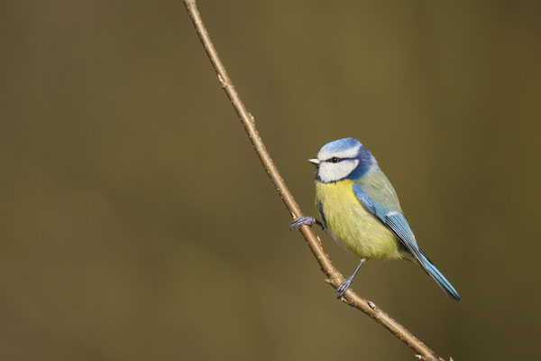 Blaumeise