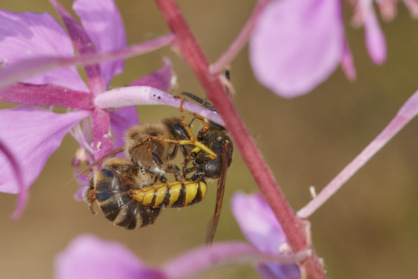 Nr.0886 - Philanthus triangulum / Bienenwolf - mit eroberter Honigbienen - OB LMB - 51°29`11.55" 6°53`53.48" - (27.06.2019)