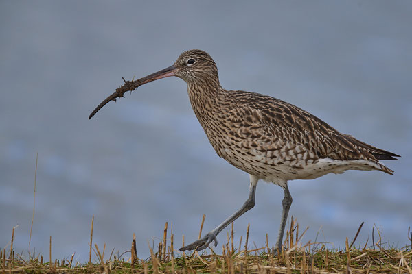 Großer-Brachvogel