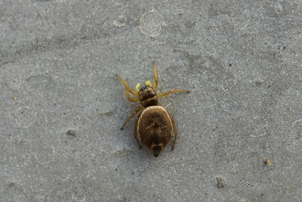 Sonnenspringspinne