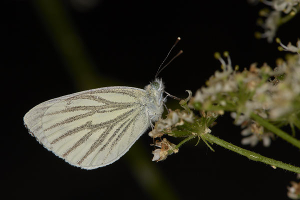 Grünader-Weißling / Pieris napi - OB-Hühnerstraße 42 - (10.07.2020)